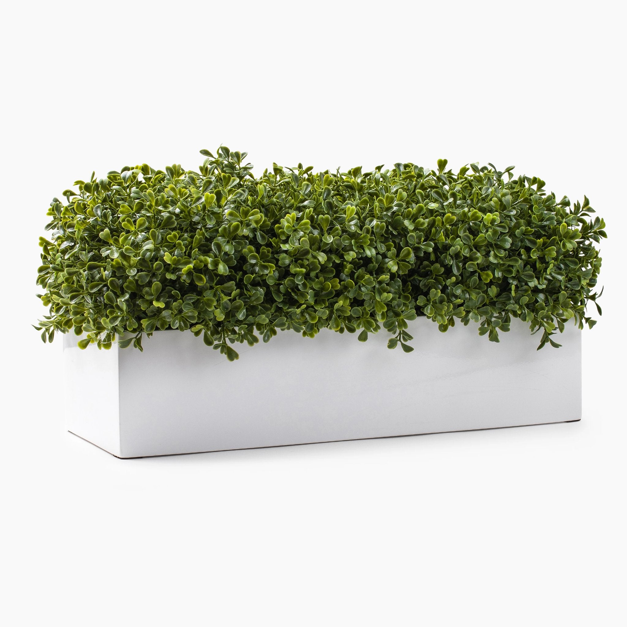 White Gloss Base Rectangular Boxwood Plant