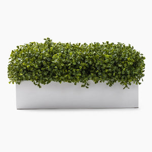 White Gloss Base Rectangular Boxwood Plant